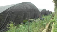 蔬菜種植培育基地二