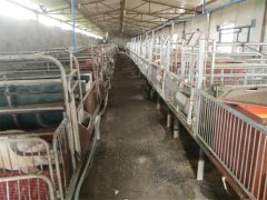 特色養(yǎng)殖基地(豬)四