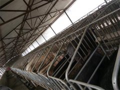 特色養(yǎng)殖基地(豬)六