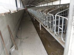 特色養(yǎng)殖基地(豬)七