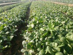 蔬菜種植基地二十四